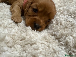 Mixed Breed dogs Ruby red cockaliers - Advert 10