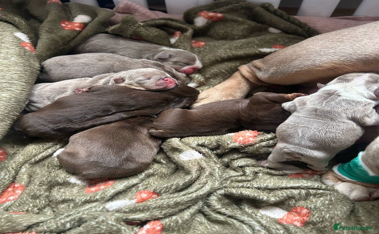 English Bulldog dogs in Coventry - Advert 12