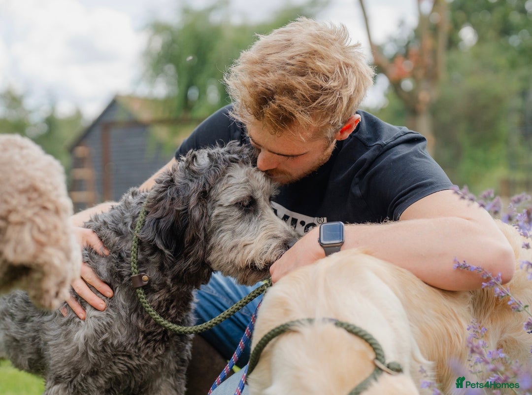 Goldendoodle dogs for sale: 2 year old Standard F1 Goldendoodle  - Image 6