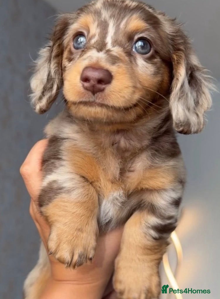 Miniature Dachshund dogs KC registered Miniature Dachshund Stud Available. - Advert 2
