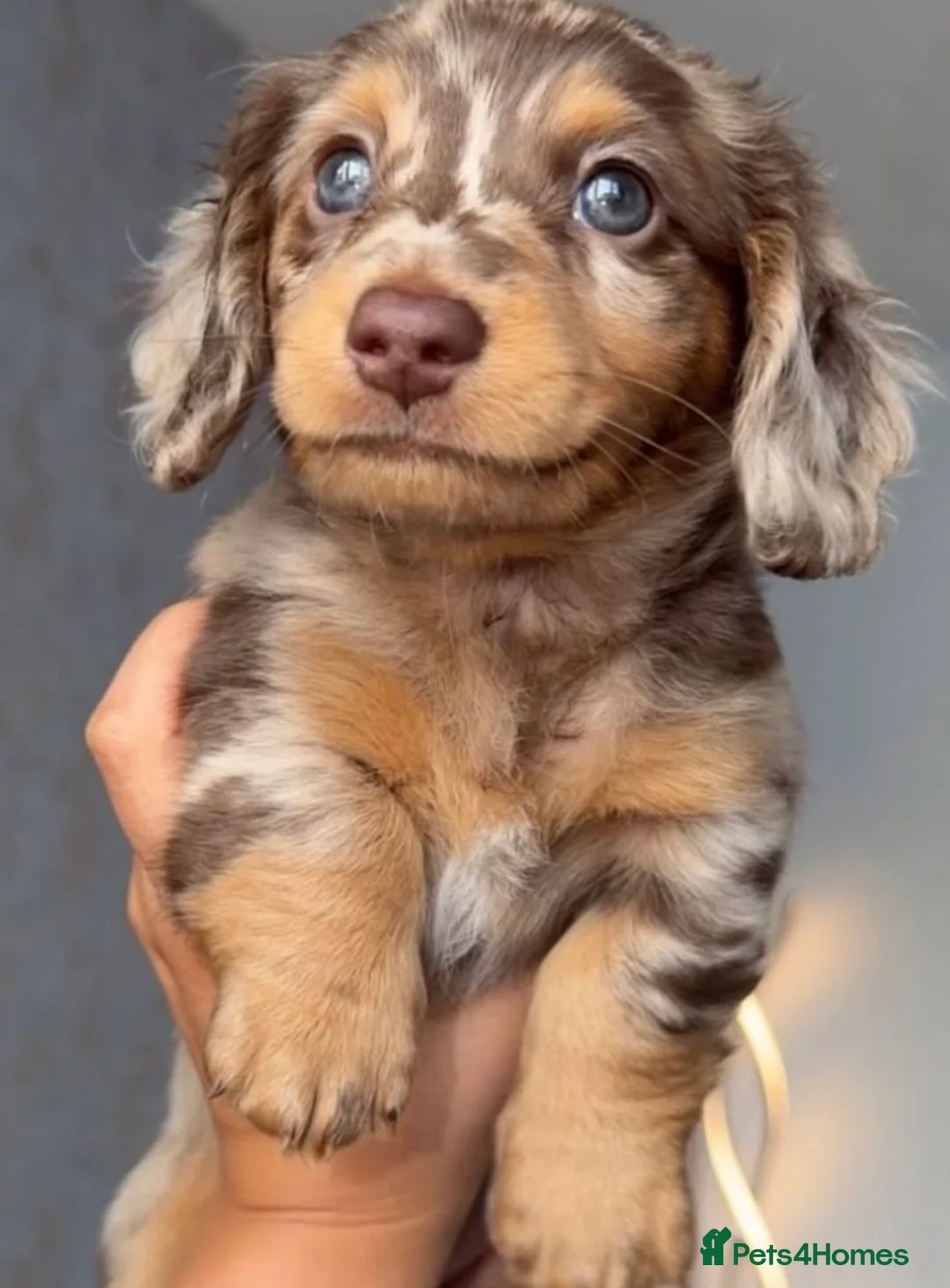 Miniature Dachshund dogs for stud: KC registered Miniature Dachshund Stud Available. - Advert 2