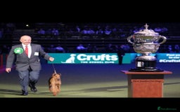 Irish Terrier dogs for sale: Beautiful Champion Lines KC Irish Terrier Puppies - Image 11