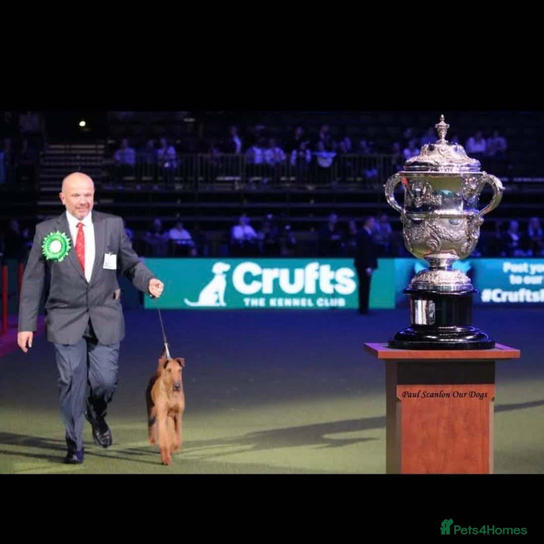 Irish Terrier dogs for sale: Beautiful Champion Lines KC Irish Terrier Puppies - Image 11