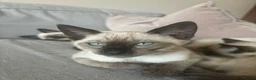 Ragdoll cats for sale: 4 Ragdoll/Siamese Kittens - Ready to go home - Advert 20