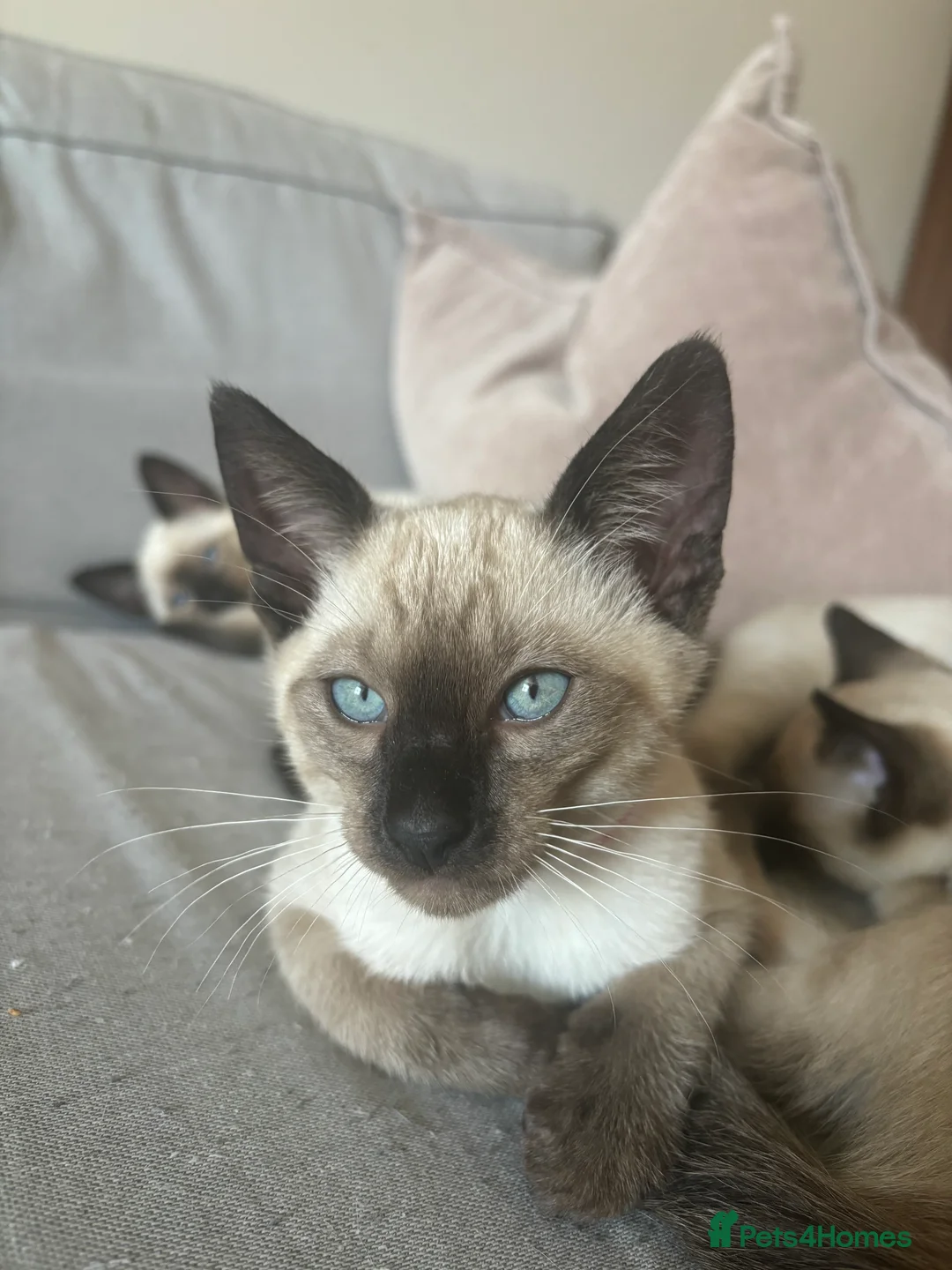 Ragdoll cats for sale: 4 Ragdoll/Siamese Kittens - Ready to go home - Advert 20