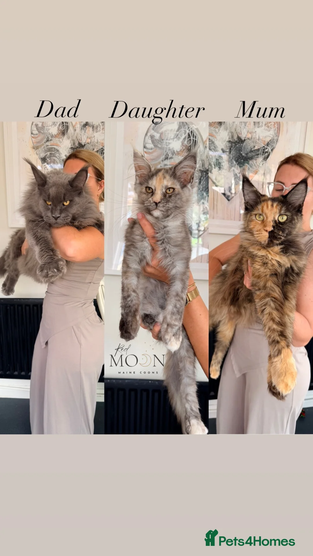 Maine Coon cats for sale: Registered Maine Coon kitten - Advert 1