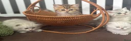 Munchkin cats for sale: Full Pedigree Munchkin Kittens - Advert 22