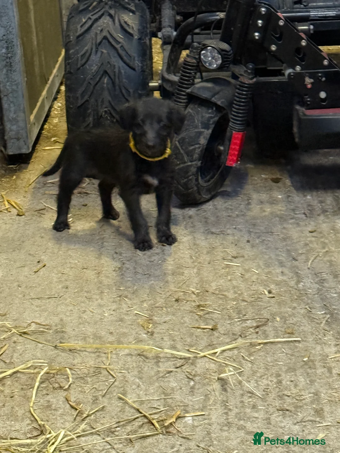 Mixed Breed dogs for sale: First cross Bedlington Whippets  - Advert 11