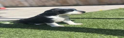 Mixed Breed dogs for sale: Cocker X Collie Puppies - Advert 9