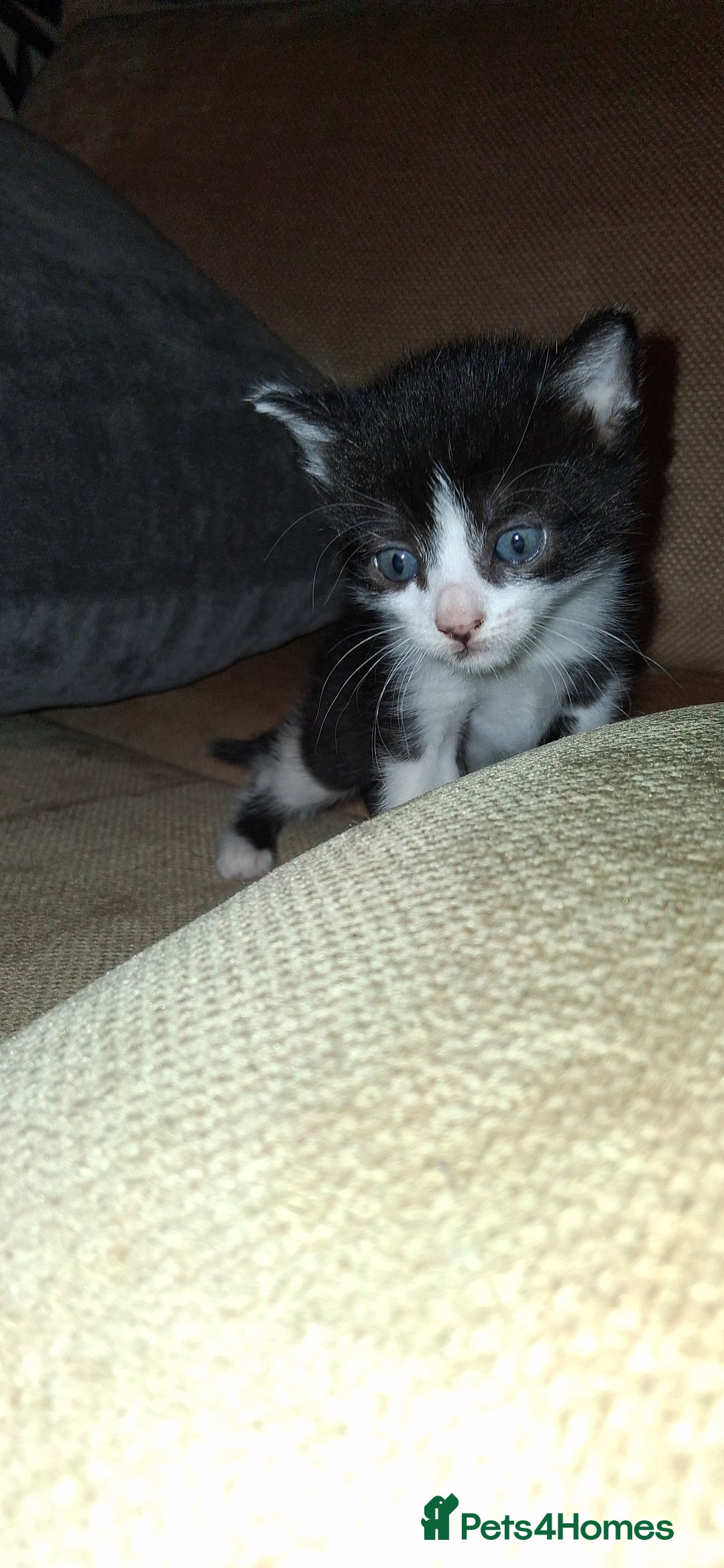 British Shorthair cats for sale: Gorgeous must have kittens  - Image 4