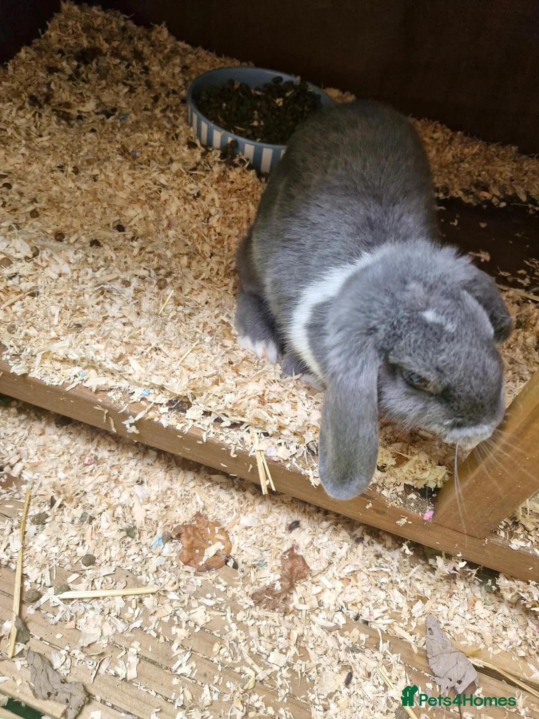 English Lop rabbits for sale: Little lady looking for a loving home - Advert 2