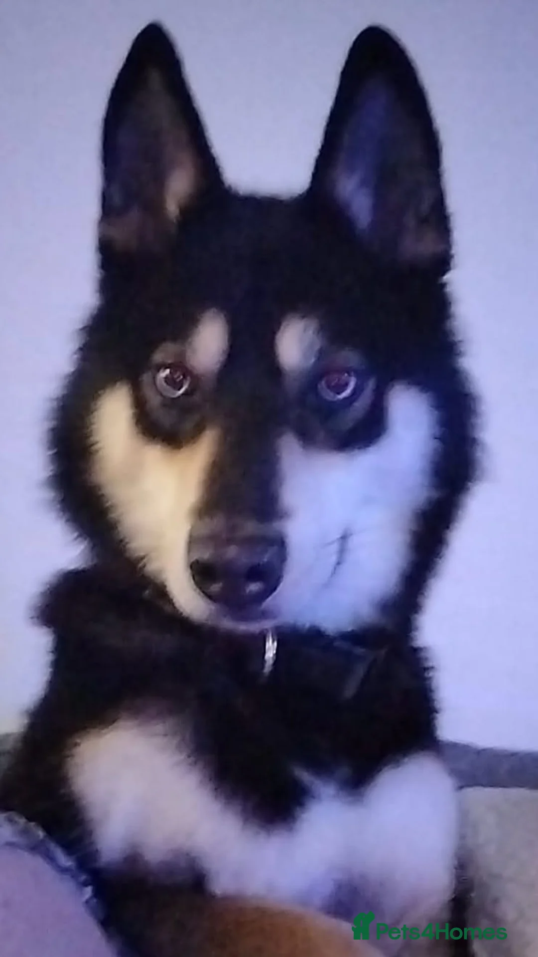 Siberian Husky dogs for sale: Husky - Advert 1