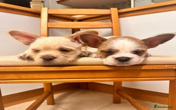 French Bulldog dogs for sale: French bulldogs  - Image 5