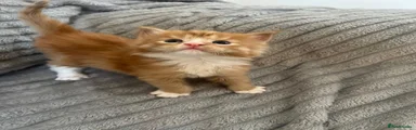 Maine Coon 3 - male