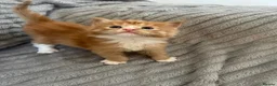 Maine Coon cats for sale: Beautiful Maine coon kittens - Advert 7