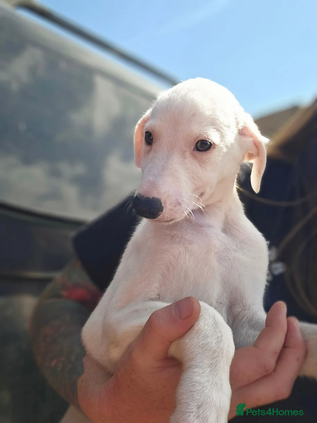 Mixed Breed dogs for sale: Whippet cross greyhound  - Advert 6