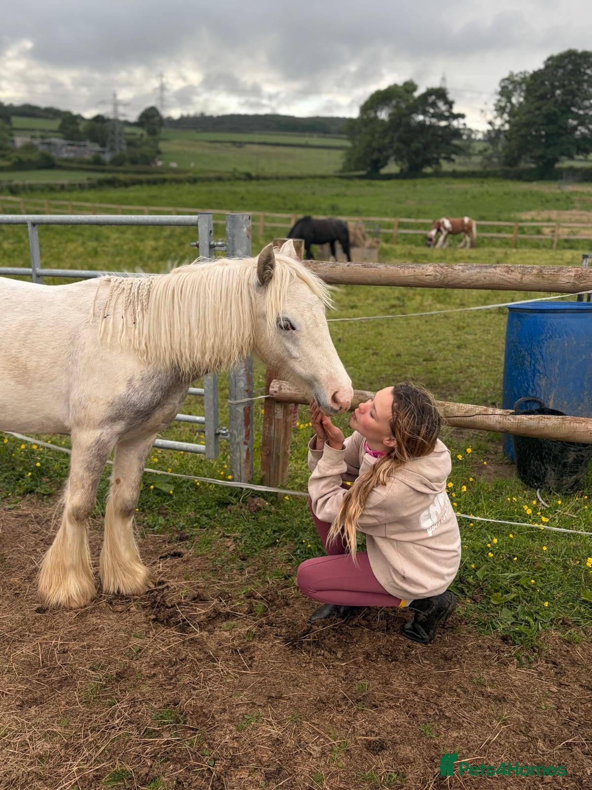 Irish Cob horses TGCA filly grey and blue - Advert 11