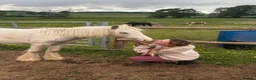 Irish Cob horses for sale: TGCA filly grey and blue - Advert 15