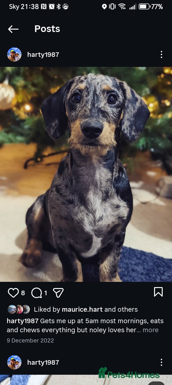 Mixed Breed dogs 3 year old sproodle X dachshund - Advert 11