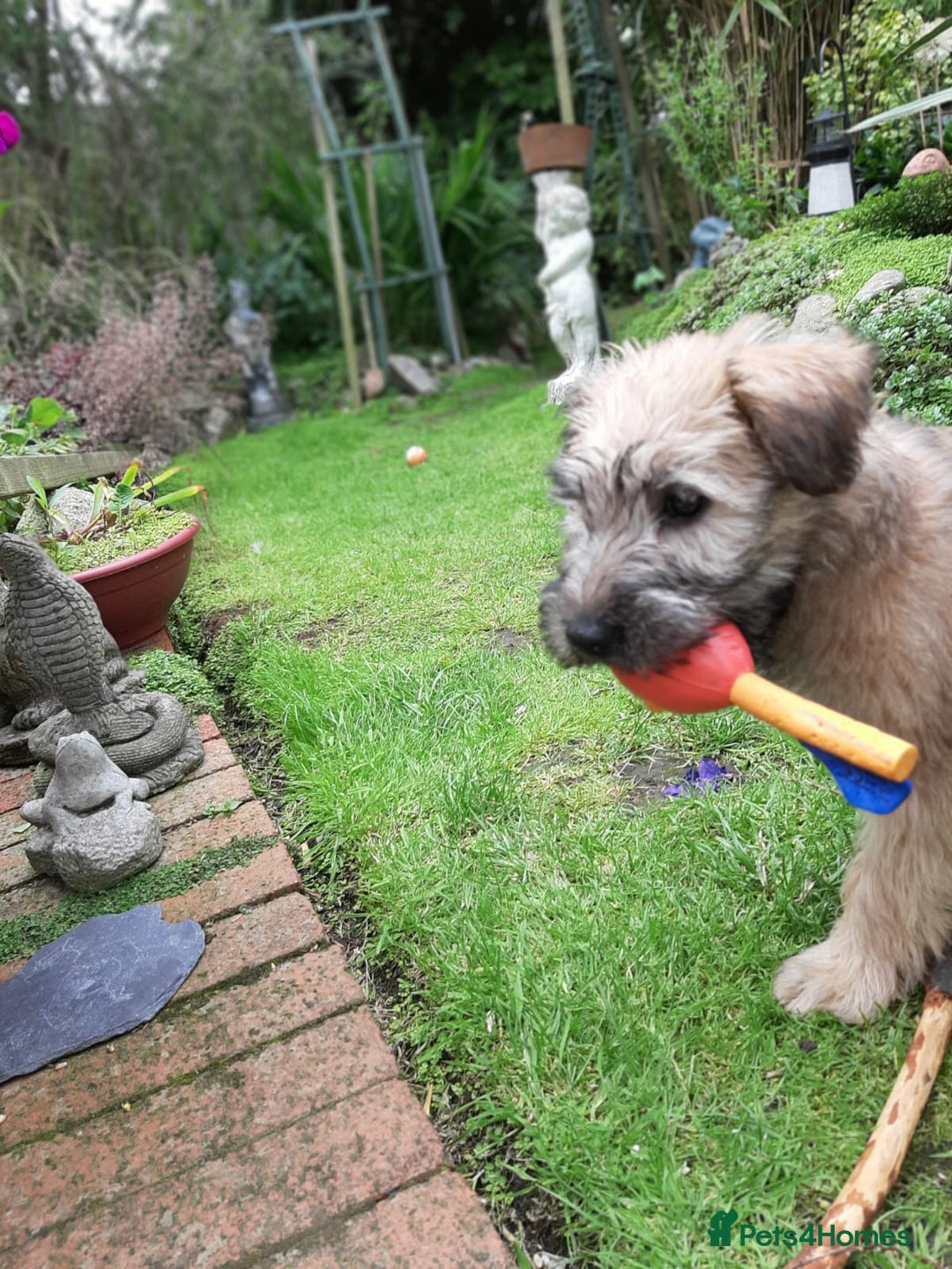 Soft Coated Wheaten Terrier dogs for sale: Beautiful Quality Soft Coated Wheaten Terriers  - Image 14
