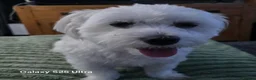 Maltese dogs for sale: Fabulously gorgeous maltese in Stevenage - Advert 20