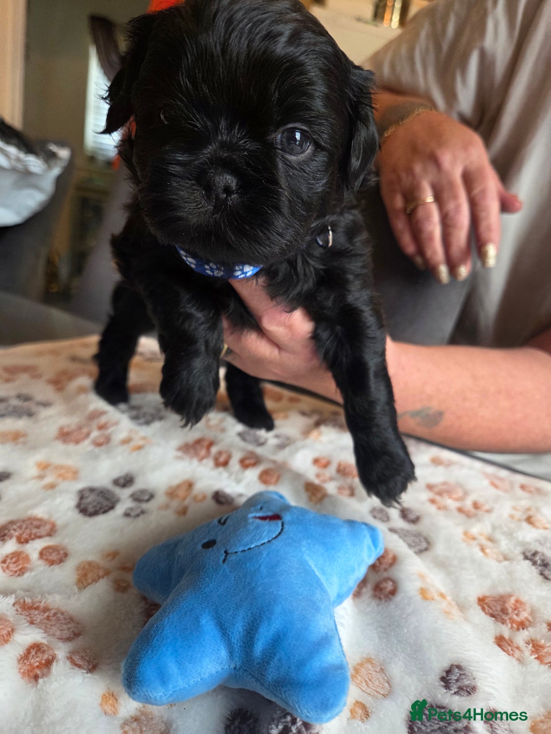 Shih Tzu dogs for sale: Shih Tzu Puppies For Sale  - Advert 7