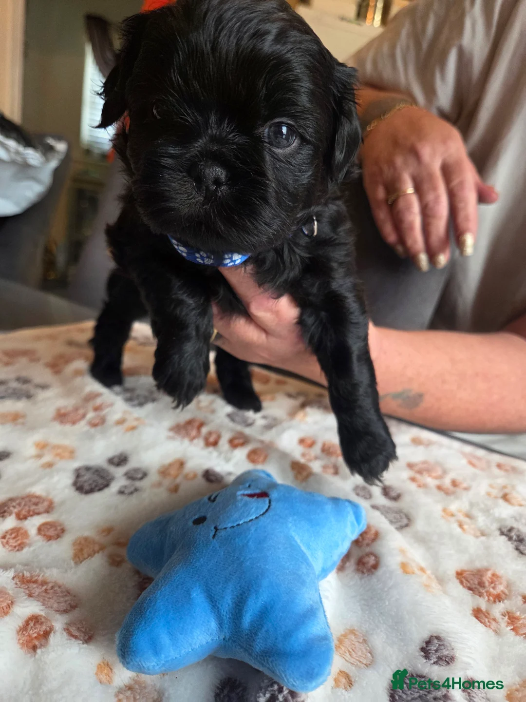 Shih Tzu dogs for sale: Shih Tzu Puppies For Sale - - Advert 31