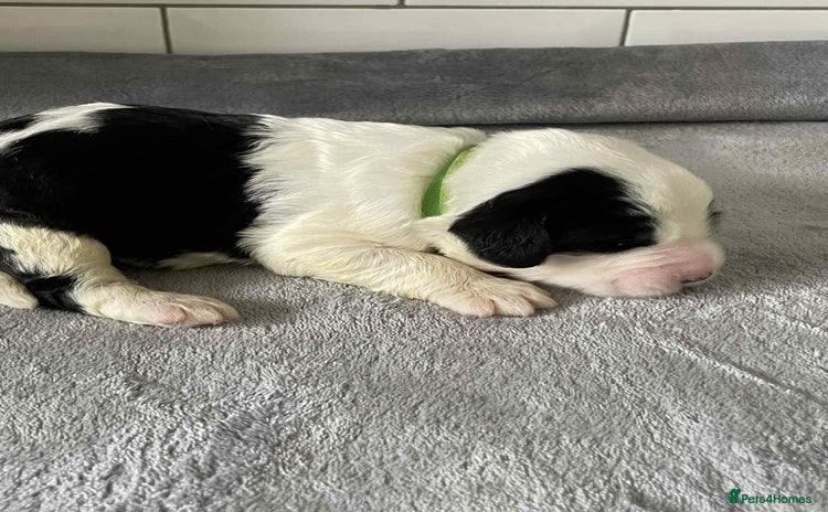 Sheepadoodle dogs - Advert 1
