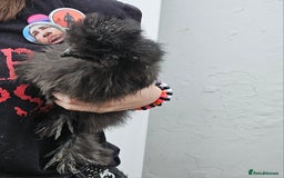 Chickens poultry for sale: 3 very beautiful and tame silkies - Image 2