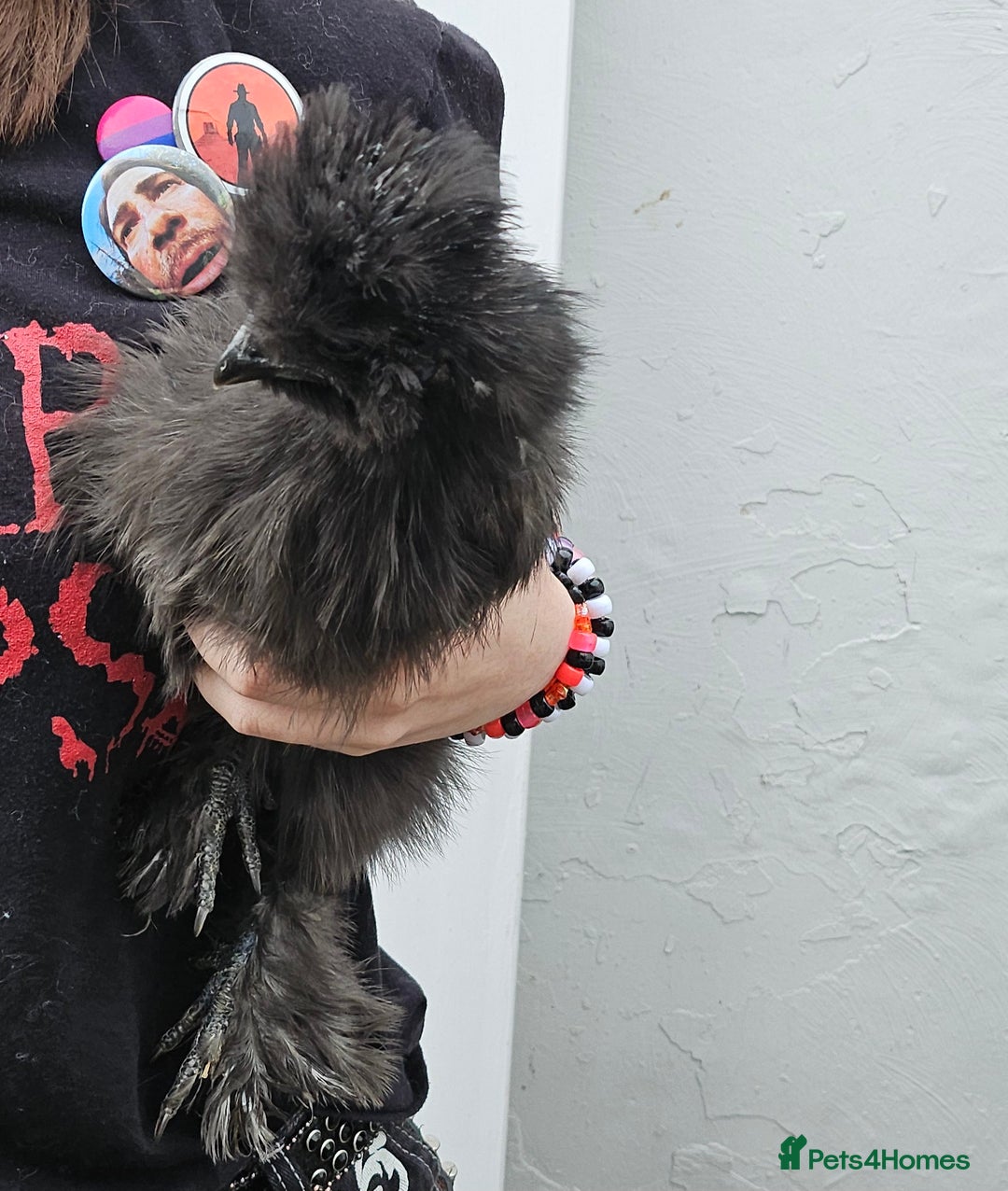 Chickens poultry for sale: 3 very beautiful and tame silkies - Image 2