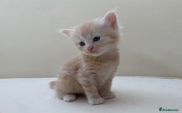 Mixed Breed cats for sale: Gorgeous Siberian Neva Masquerade Cross Kittens! - Image 7