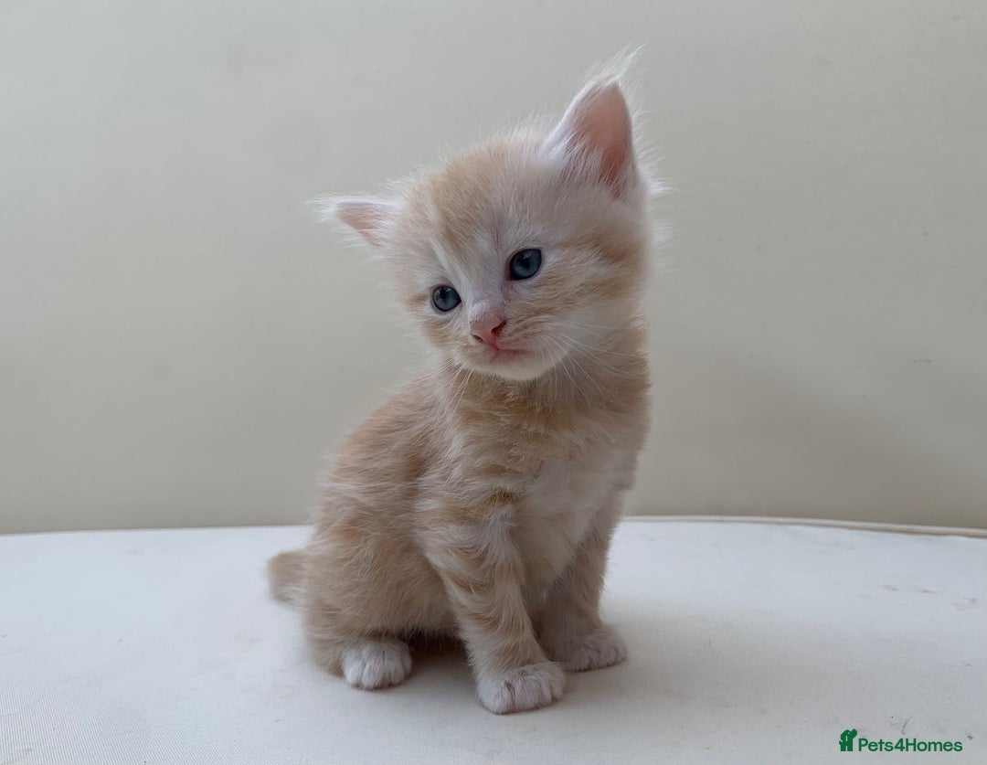 Mixed Breed cats for sale: Gorgeous Siberian Neva Masquerade Cross Kittens! - Image 7