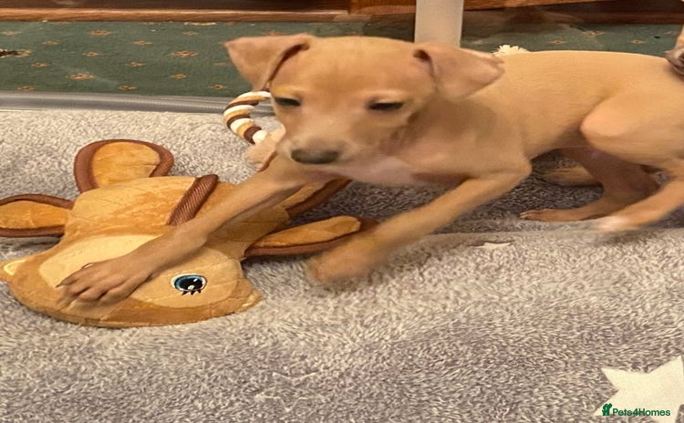 Italian Greyhound dogs - Advert 2