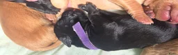 Labrador Retriever dogs for sale: Labrador puppies seeking loving homes. - Advert 4