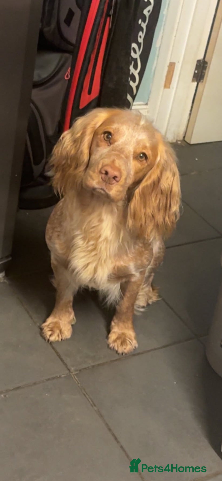 Mixed Breed dogs Beautiful Show Cocker Spaniel Puppies - Advert 2