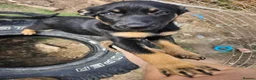 Australian Kelpie dogs for sale: Working Kelpie Pups in Melton Mowbray - Advert 3