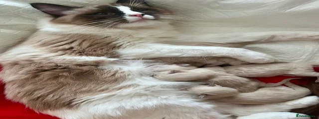 Lagertha