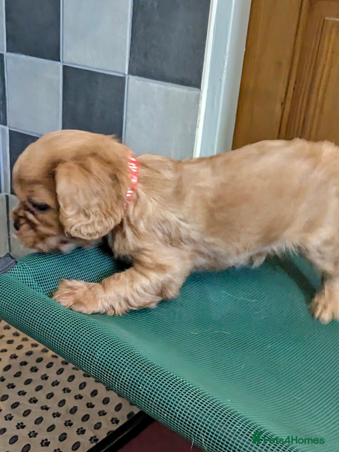 Cavalier King Charles Spaniel dogs for sale: Stunning Deep Ruby Cavalier king Charles puppies  - Image 33
