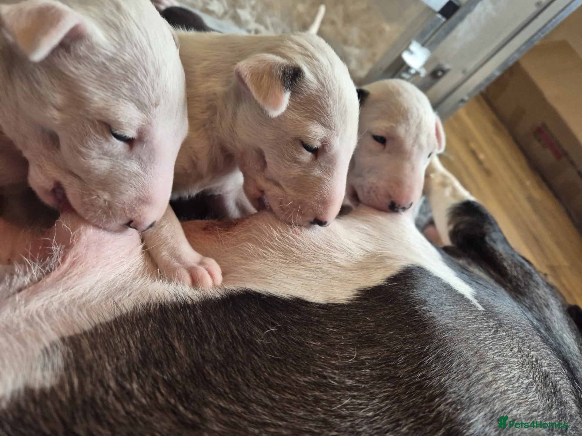 Bull Terrier dogs for sale:  🇬🇧 BULLYVIEW BULL TERRIERS🇬🇧 - Advert 14