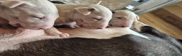 Bull Terrier dogs for sale:  🇬🇧 BULLYVIEW BULL TERRIERS🇬🇧 in Wickford - Advert 1