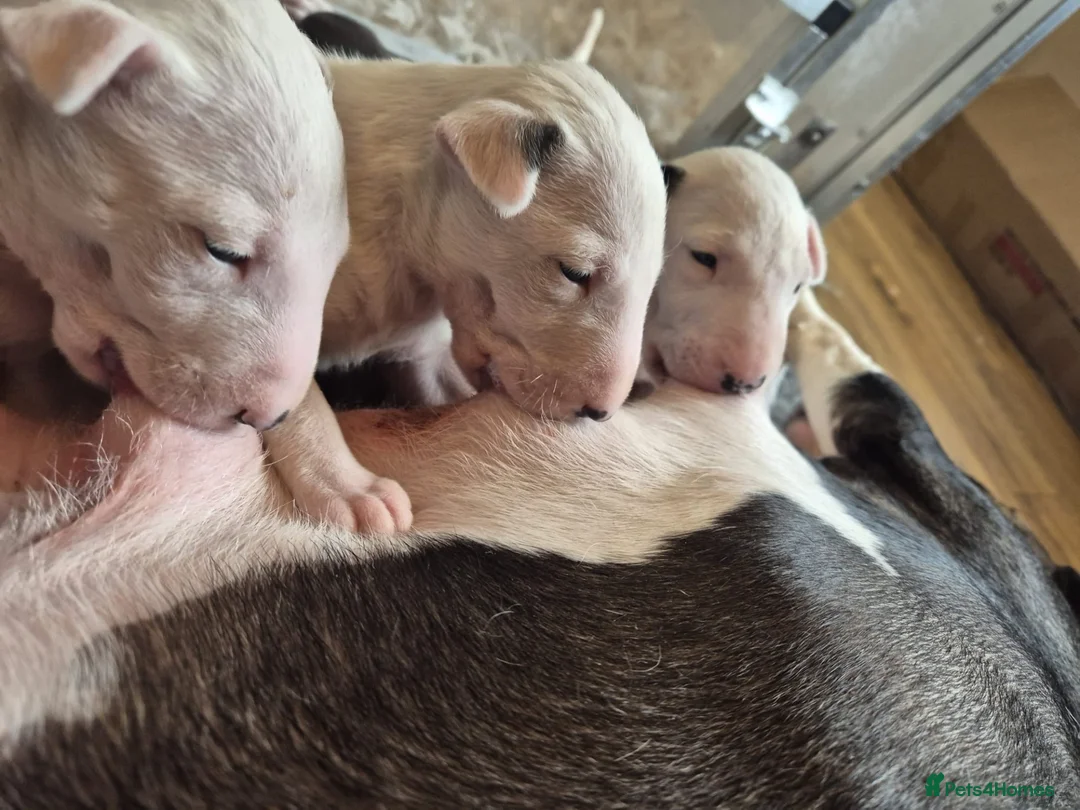 Bull Terrier dogs for sale:  🇬🇧 BULLYVIEW BULL TERRIERS🇬🇧 in Wickford - Advert 1