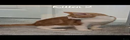 Mixed Breed cats for sale: Litter of 4 ginger tabbys available for rehoming - Advert 12