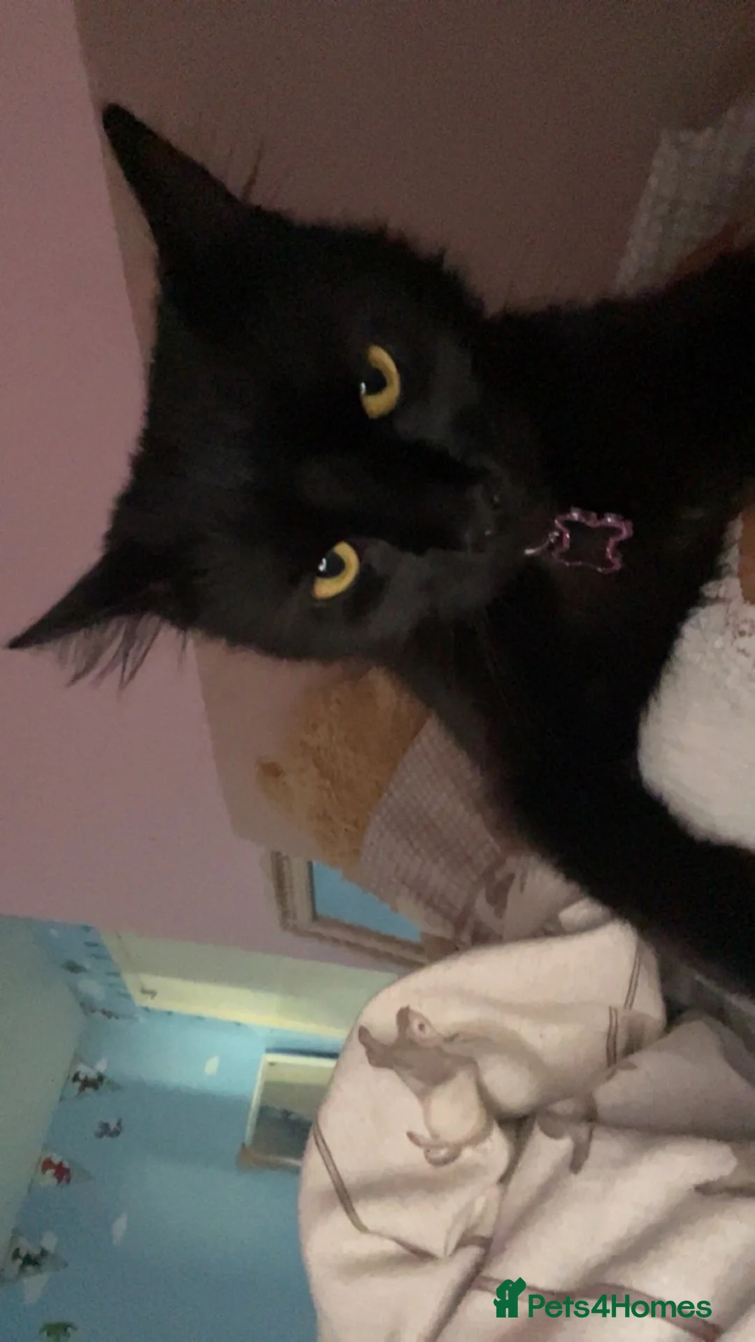 British Shorthair cats for sale: 2 female tabby kittens  - Advert 6