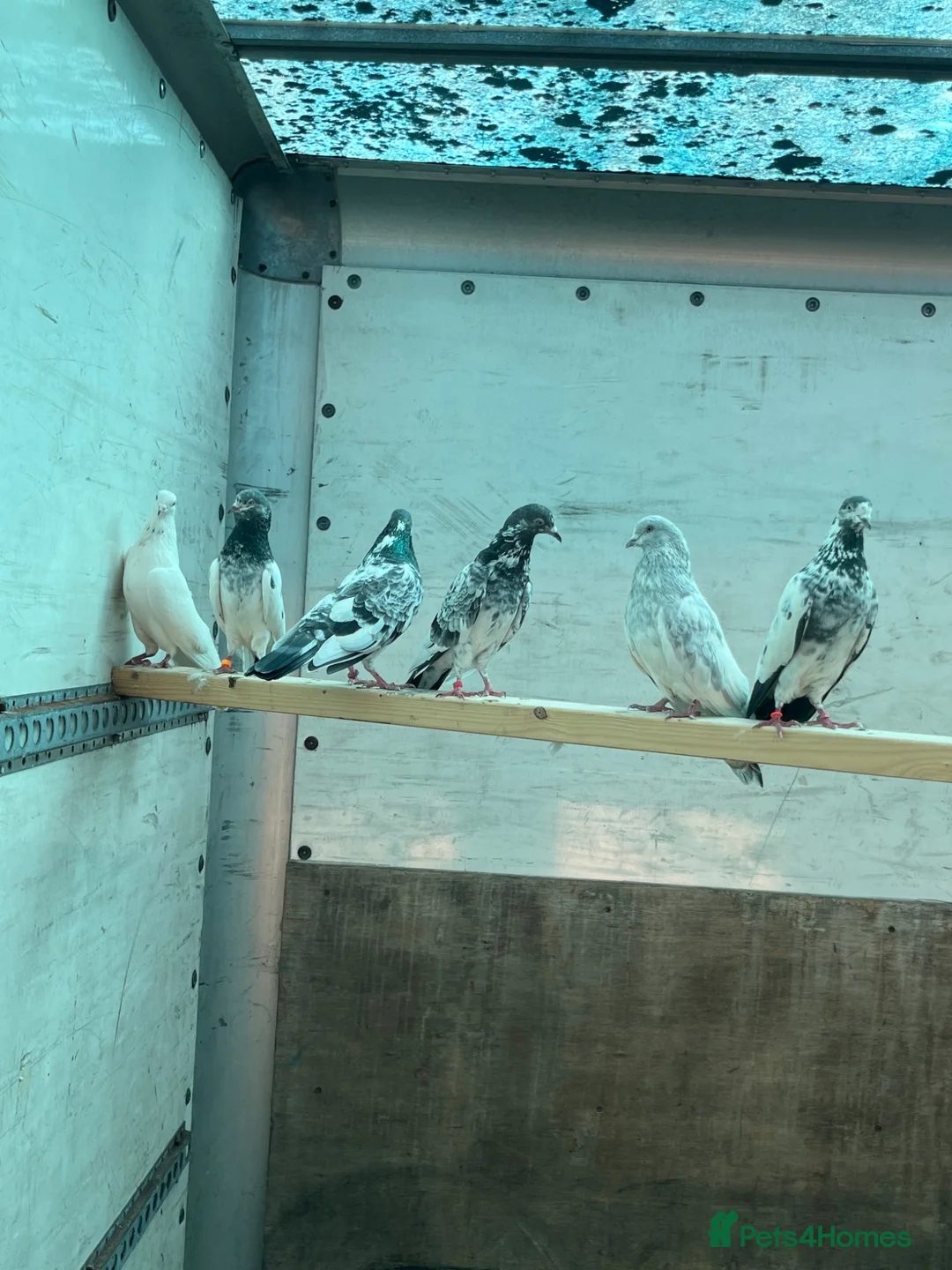 Pigeons birds for sale: Pakistani high flyers pigeons  - Advert 2