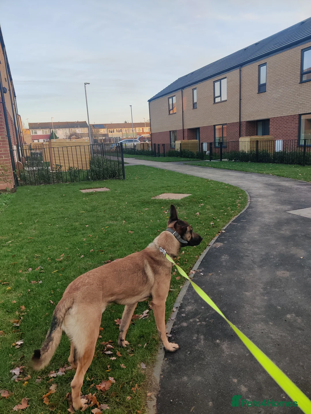 Belgian Shepherd Dog dogs for sale: Soltan - Advert 2