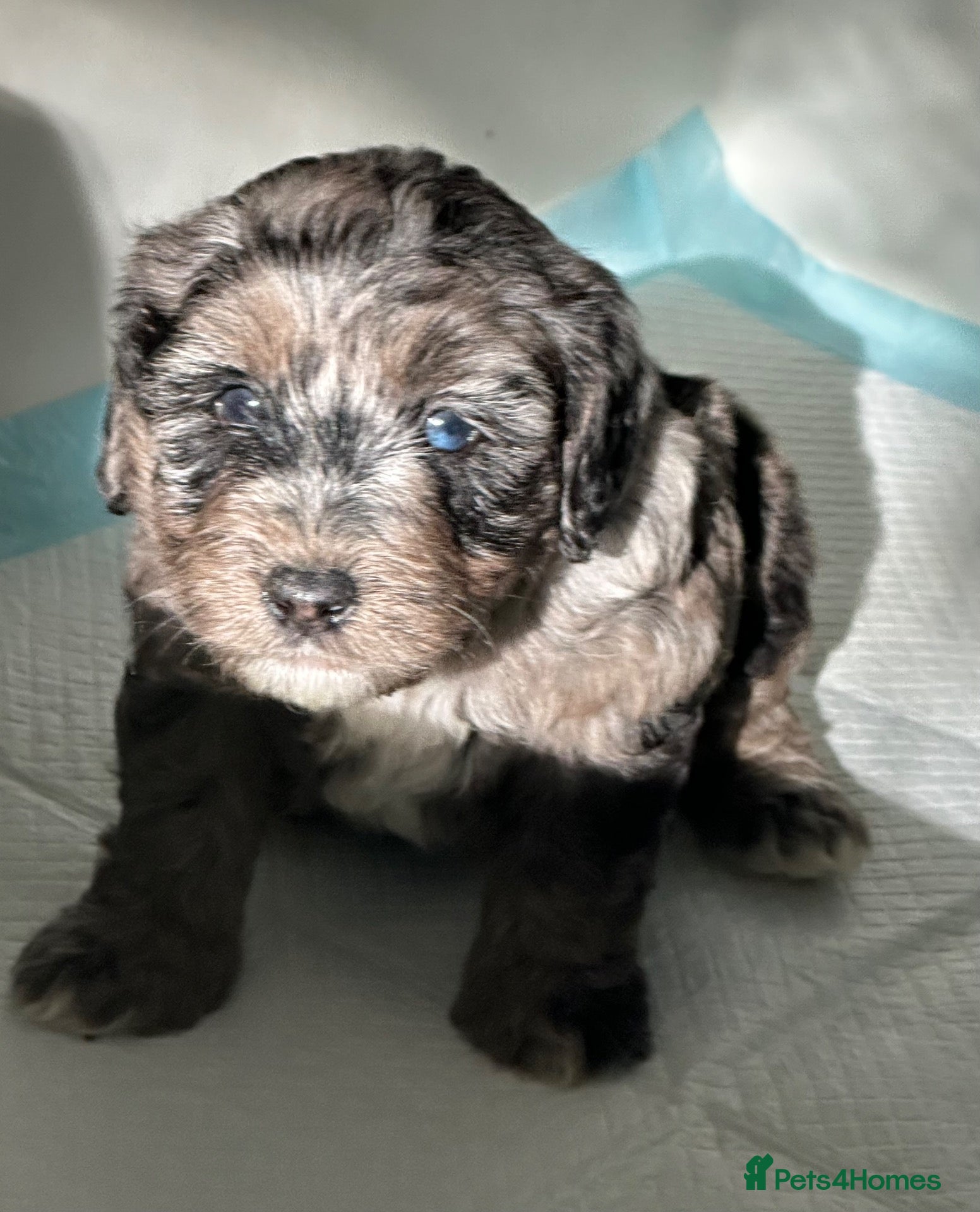 Mixed Breed dogs Unique sheepadoodle mix  - Advert 7