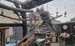 Cockatiels birds for sale: 2x baby cockatiels for sale £100 each - Image 3