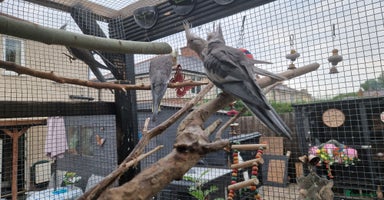 Cockatiels birds - Advert 3