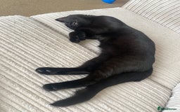 Mixed Breed cats for sale: 9 month old kitten  in Aldershot - Image 4