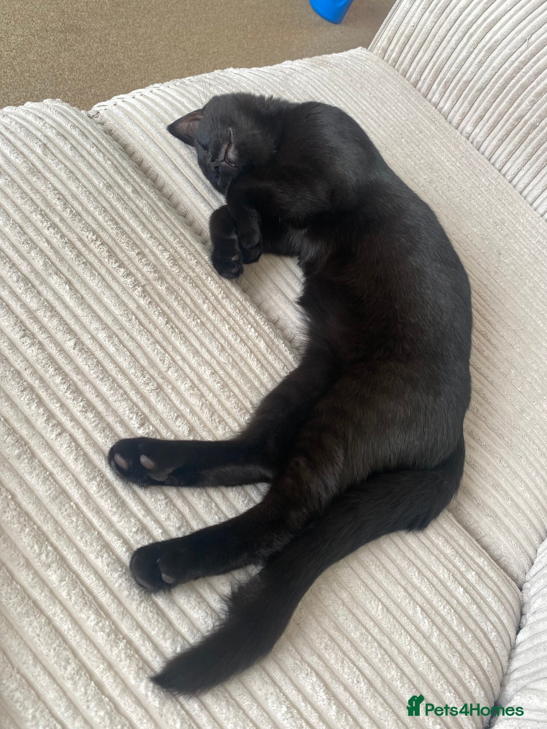 Mixed Breed cats for sale: 9 month old kitten  in Aldershot - Image 4
